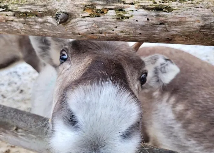 アパート Quiet With Sauna Near Santas Village *
